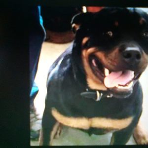 Meet your Posher, Gavin